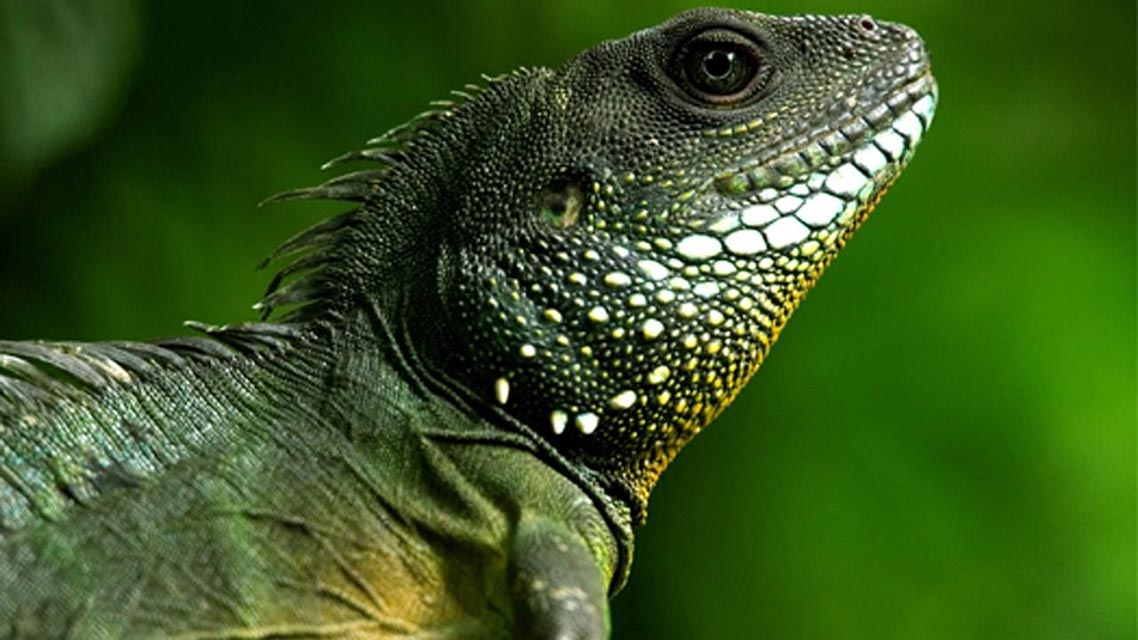 Divlji Tajland (Wild Thailand, 2013) Film