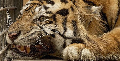 Sumatranski tigrovi ljudožderi (THE MAN-EATING TIGERS OF SUMATRA, 2012