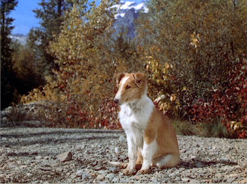 Courage Of Lassie Film