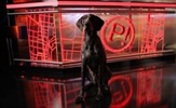 Pozor, priden pes!: nova oddaja na POP TV