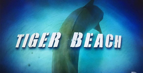 Plaža tigrastih morskih pasa