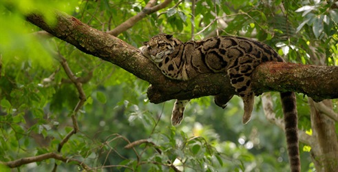 Indijski divlji leopardi