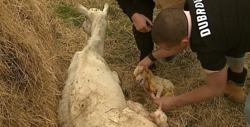 Nakon maloga Fude, još dva jarića na Farmi