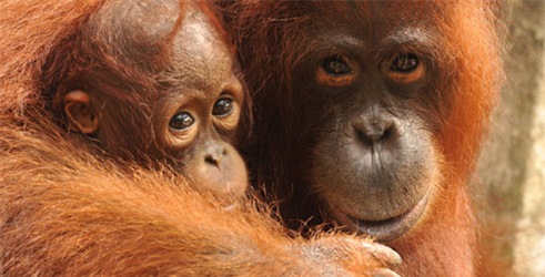 Orangutanski dnevnici