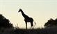 Šetnja sa žirafama