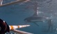 6000lb. shark