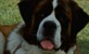 Beethoven