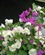 poison_lily