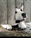 Hachiko