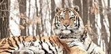 Potraga za ruskim tigrom