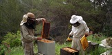 Bees Extinction, Solving the Mystery