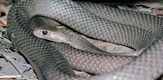 Najsmrtonosnije na svetu: Super zmije