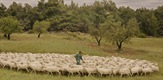 PATH OF THE SHEPHERD / LA SENDA DEL PASTOR