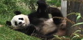 Panda Breeding Diary