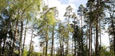 Drevna šuma Belovezhskaya Pushch