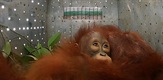 Orangutani - spas u posljednji čas