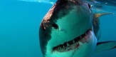 Great White Shark - A Living Legend