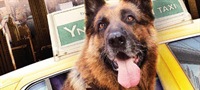 Rin Tin Tin 2: Super pas