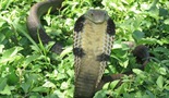 Kina - Najsmrtonosnije zmije