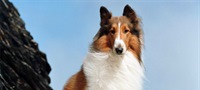 Lassie