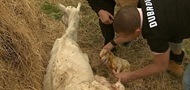 Nakon maloga Fude, još dva jarića na 