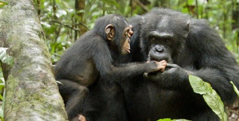 Čimpanza