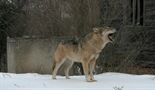 Černobilski radioaktivni vukovi