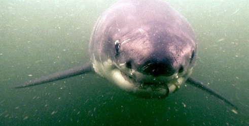 Nevjerojatni morski psi