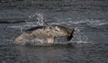 Aljaški ubijalski morski pes 