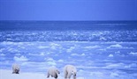 Divljine Arktika