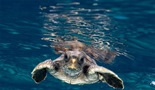 Čudesno putovanje jedne kornjače