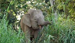 Patuljasti slonovi sa Bornea