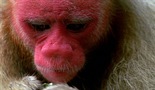 Uakari - tajne engleskog majmuna