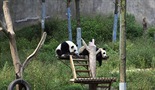 Preseljenje panda