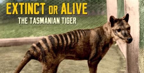 Izumrli ili živi: Tasmanijski tigar