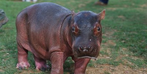 The Lost Hippos of Escobar