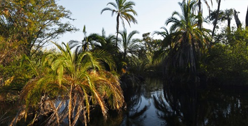 Podvodni svijet Okavanga