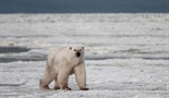 Invazija polarnih medvjeda