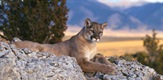 Puma: Lav iz Anda