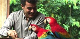Raj za papige