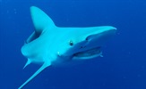 SHARKFEST: Ljetni program posvećen veličanstvenim predatorima