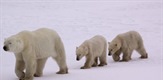 Noćni grabežljivci: Invazija polarnih medvjeda