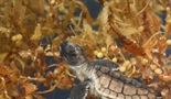 Čudesno putovanje jedne kornjače