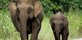 Patuljasti slonovi s Bornea