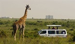 Šetnja sa žirafama
