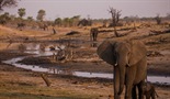 Slon: Kralj pustinje Kalahari
