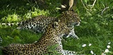 U suživotu s leopardima