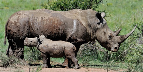 Saba i nosorogova tajna