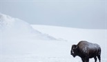 Divlji Yellowstone: Zaleđena granica