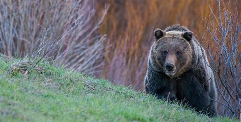 Divlji Yellowstone: Ljeto grizlija